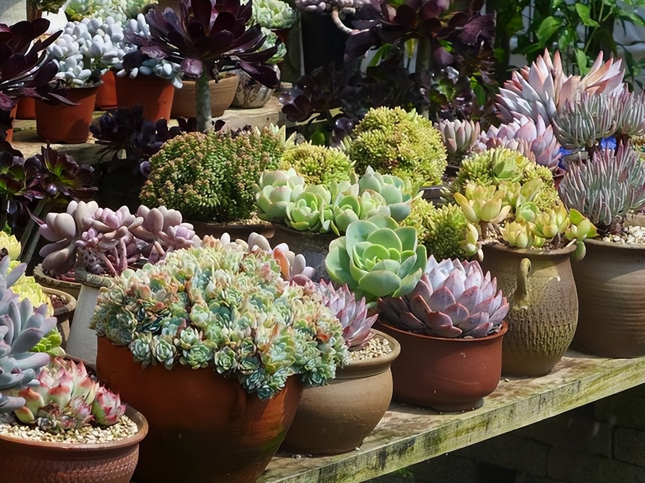 多肉厚脸皮图片大全,5种耐阴多肉植物