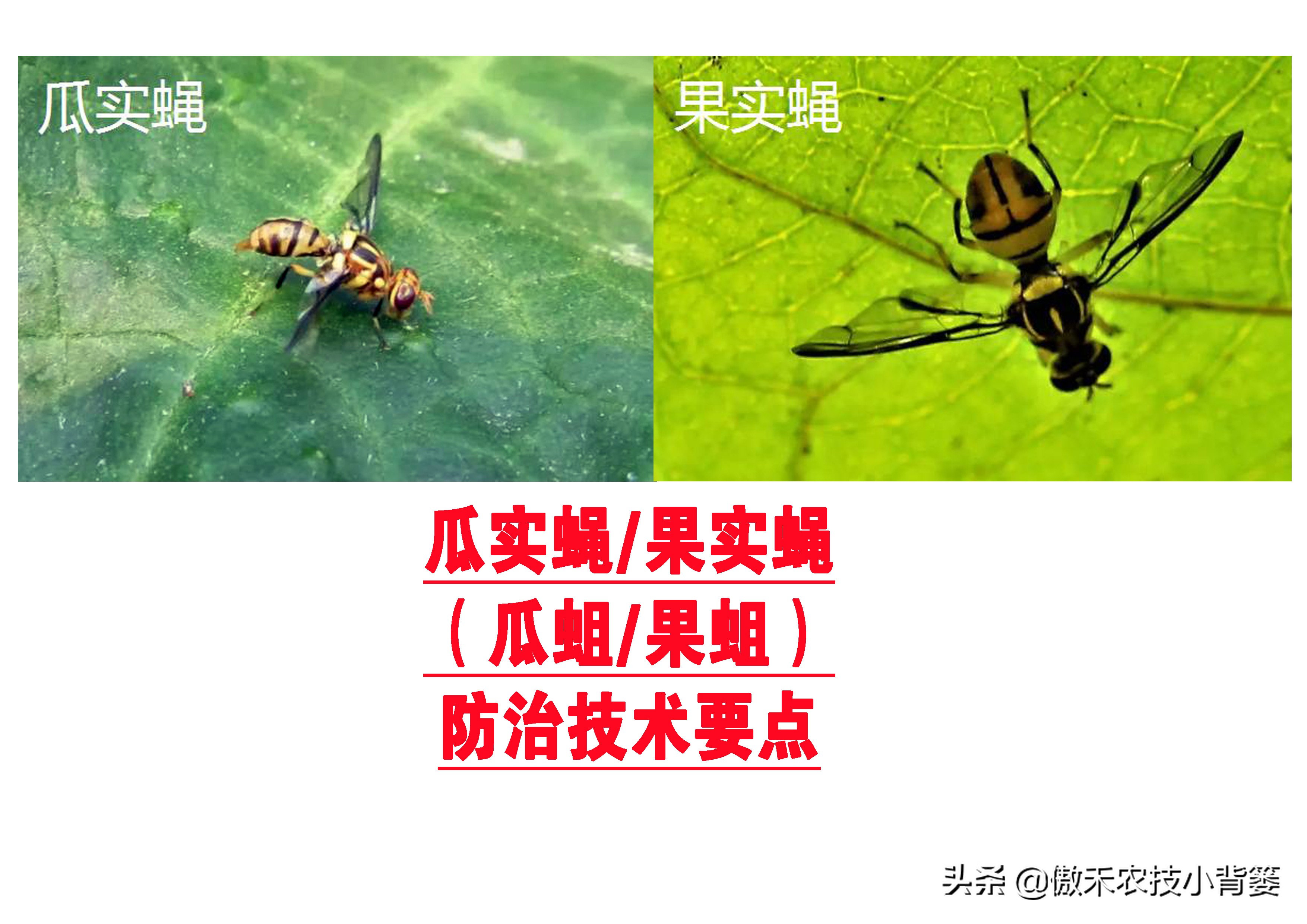 预防瓜果被虫咬的方法,瓜果有虫用什么药物