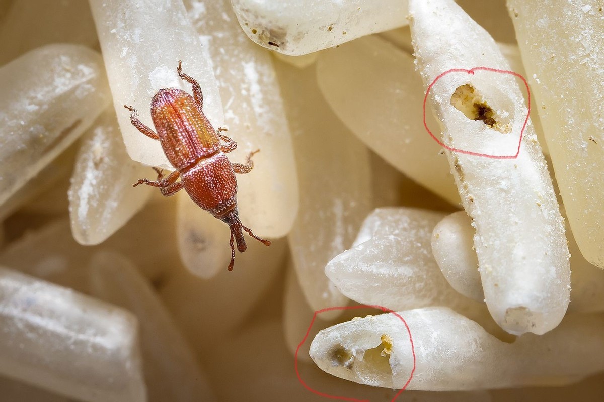 成袋的大米怎样预防生虫,大型粮仓怎么防止大米生虫