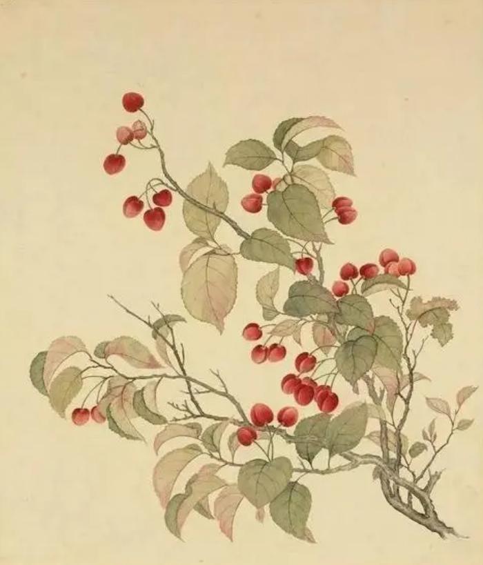 古代苹果叫什么名字,古代把苹果叫什么名字