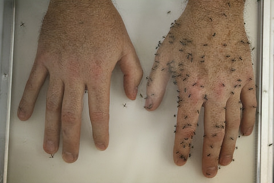 蚊子太烦人了晚上睡不着,总被蚊子吵醒还找不到蚊子是为啥