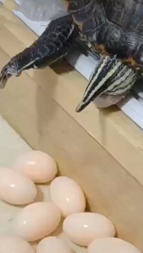 养了六年的乌龟终于下蛋了,养了13年的乌龟终于下蛋了