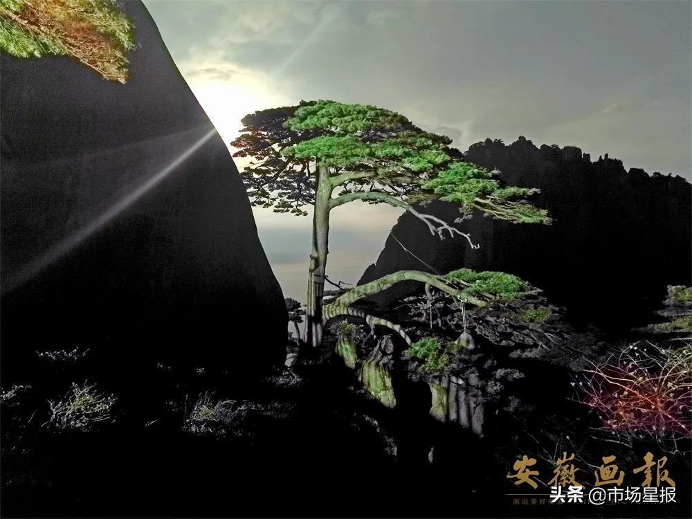 黄山迎客松守松人胡晓春,胡晓春黄山迎客松的守护者