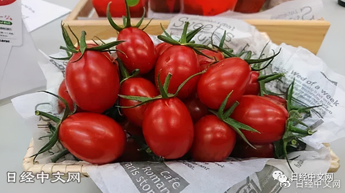 知耕快报｜高GABA基因编辑番茄日本上市；植物工厂种植可可树