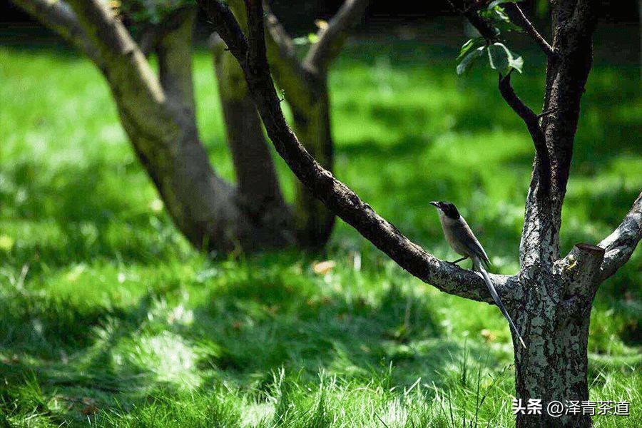 夏至蝉始鸣半夏生全文,夏至蝉始鸣半夏生什么意思