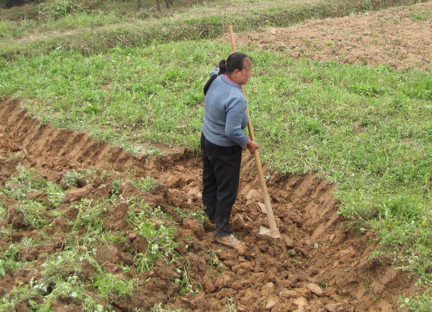 洞洞姜的底层怎么处理,洞洞姜处理方法