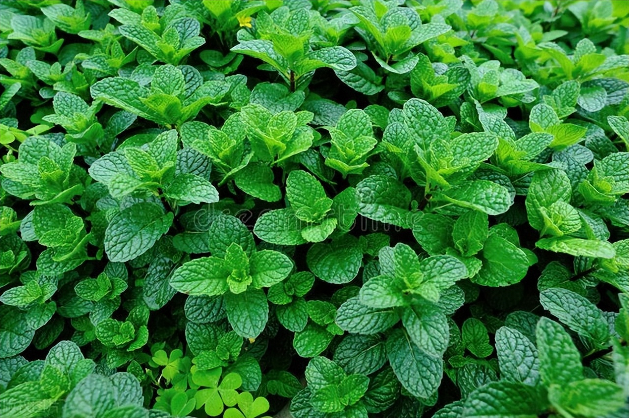 薄荷有虫如何除去,薄荷有小白虫还能吃吗