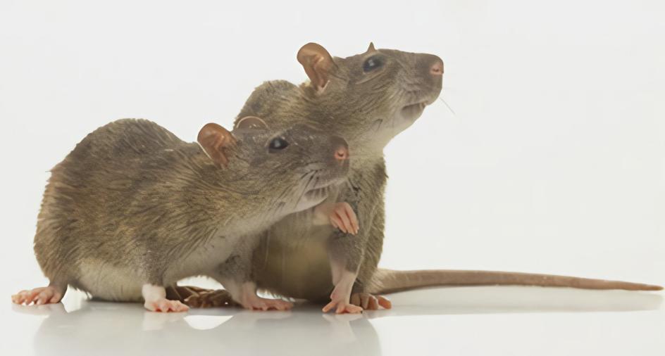 猫和老鼠天使杰瑞有多烦人,烦人的牛仔杰瑞视频