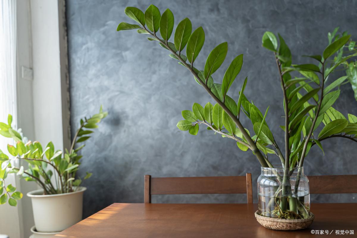 绿植摆放的最佳位置,小户型绿植摆放风水讲究