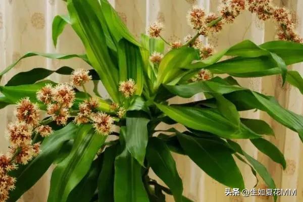 巴西铁木多高最好,巴西铁木为什么总往高长不往粗长