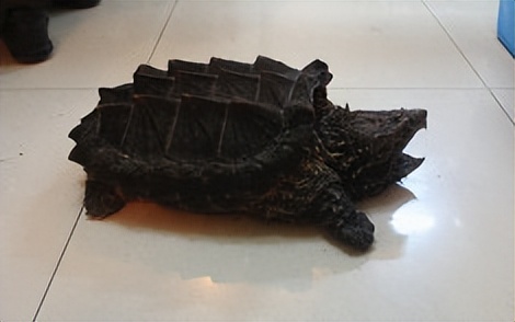 妖怪名单最强排行榜,中国古代妖怪大全集