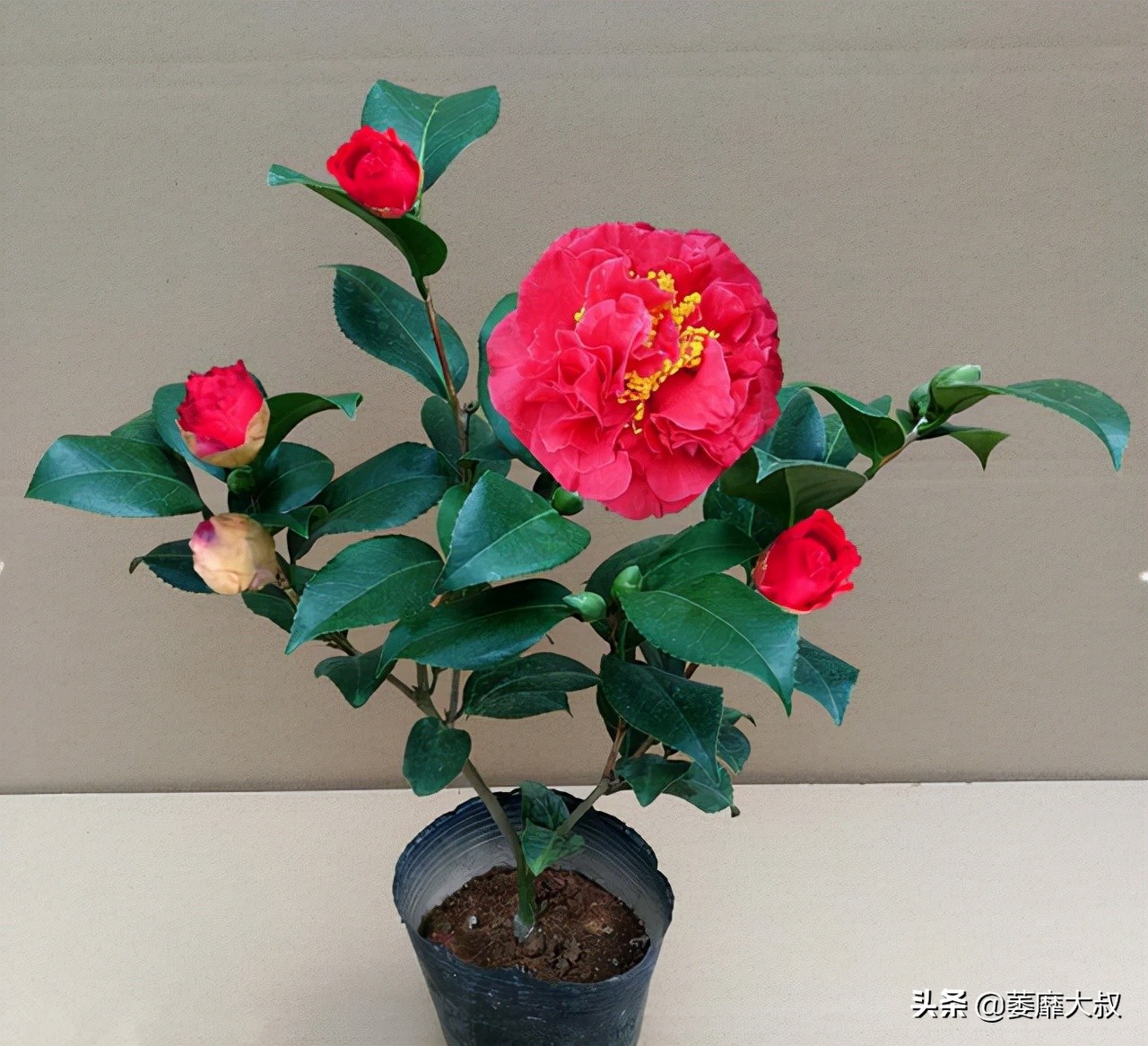 此花简单易养四季开花极为别致,此花花色繁多有淡香味易养易成活