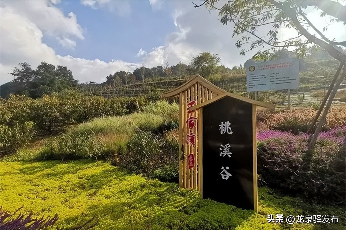 考评结果公布！龙泉驿区这些村镇和园区获殊荣