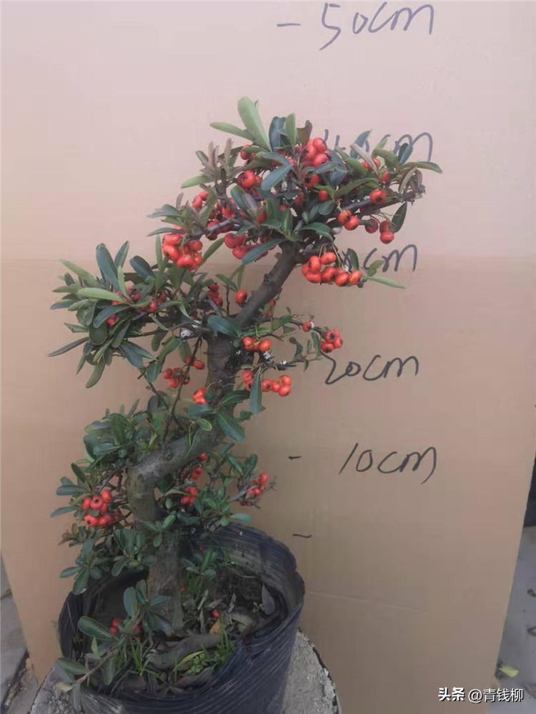 火棘是否适合阳台种植,火棘盆栽什么时候移盆最好