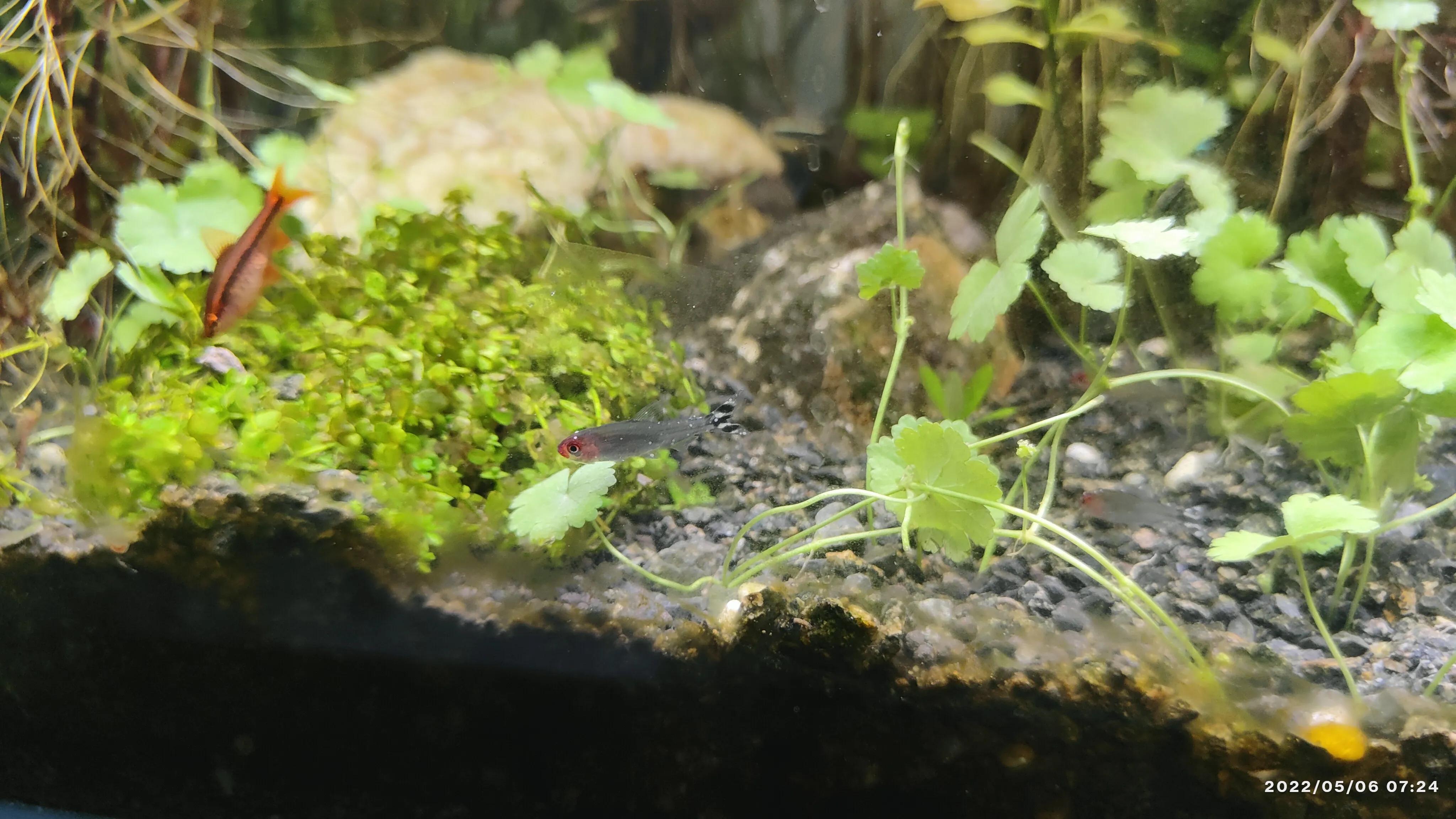 热带小鱼有白点病怎么办,小鱼得了白点病怎么办