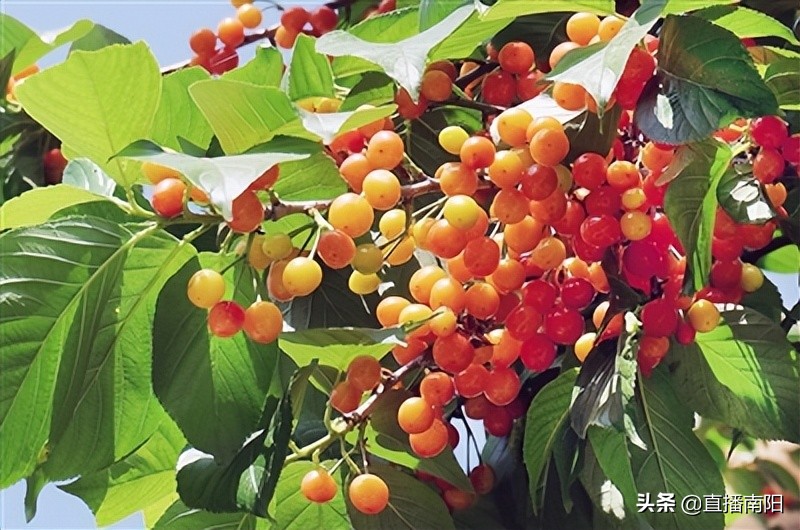 走绿色路打优质牌解锁富民强县“幸福密码”—淅川县创新拓展特色农产品销售综述