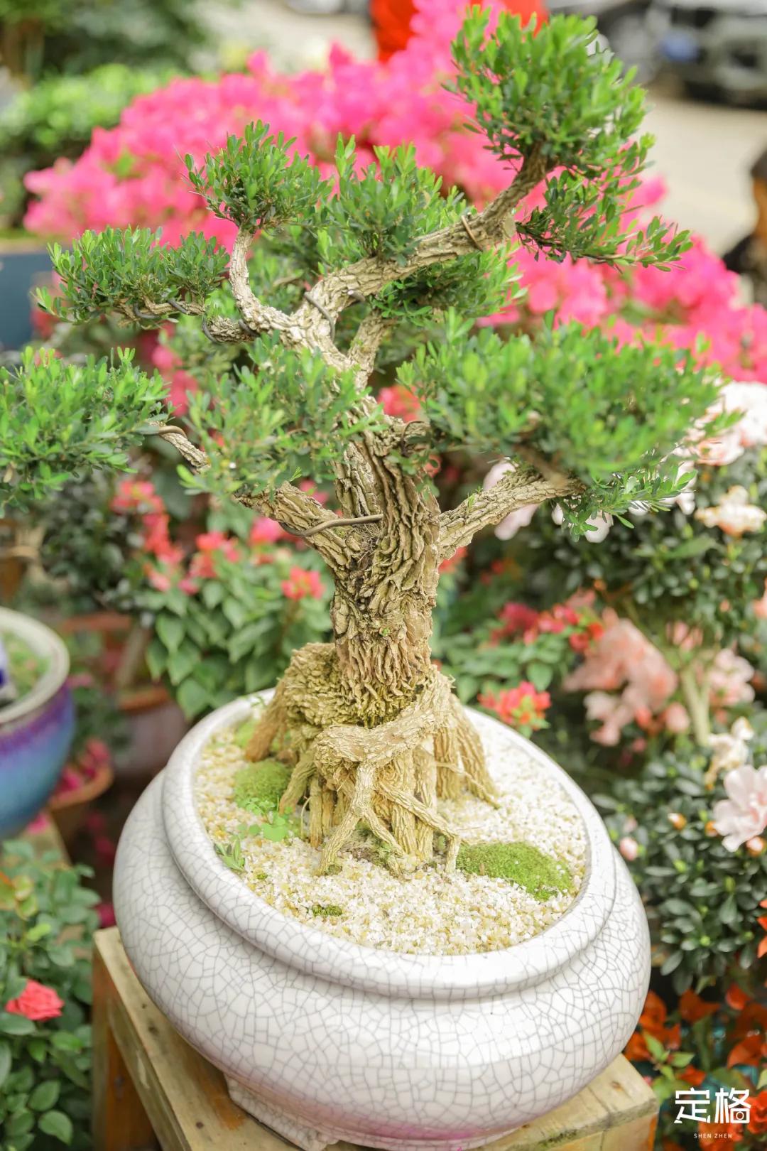 深圳哪里有粉色花海,深圳花街攻略