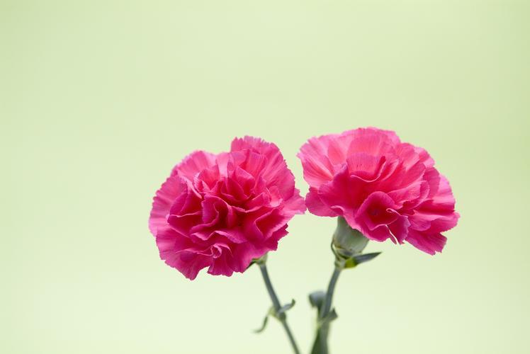 母亲节致母亲致自己,母亲节最暖心的是陪伴