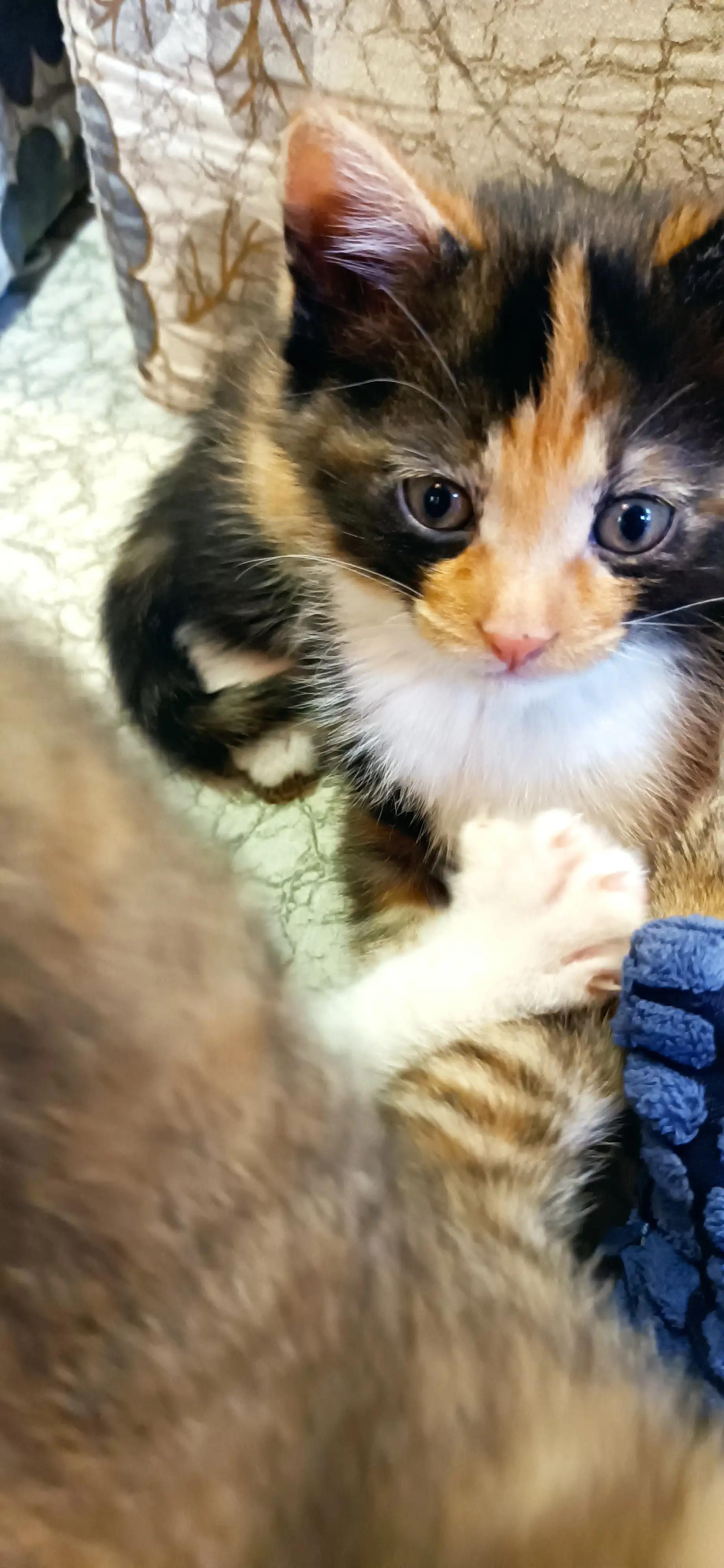 宠猫日志,宠猫日记小说