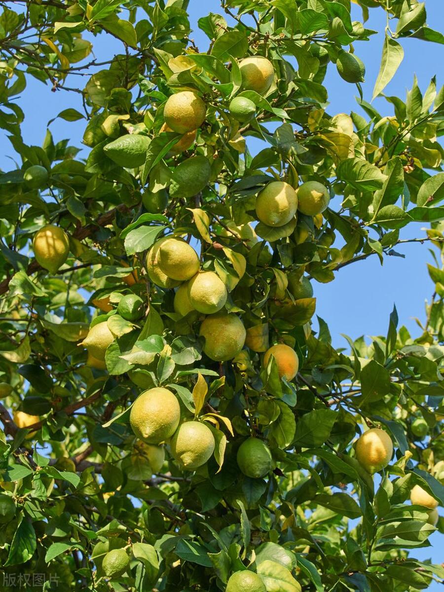 柠檬树盆栽家里影响风水吗,柠檬的叶子卷曲什么原因