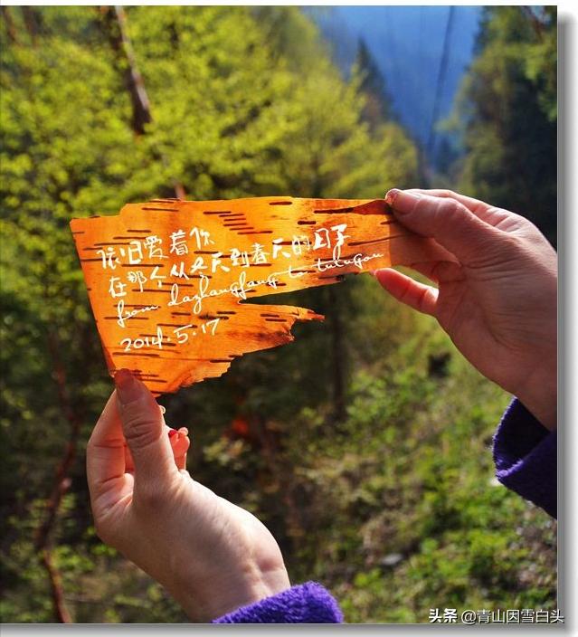 荒山种什么树木经济效益好,荒山种植什么最赚钱