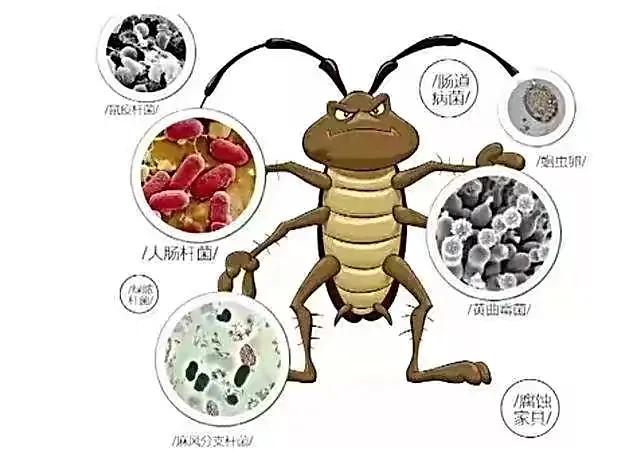 家里小强很多怎么彻底消灭,家里有小强怎么消灭蟑螂