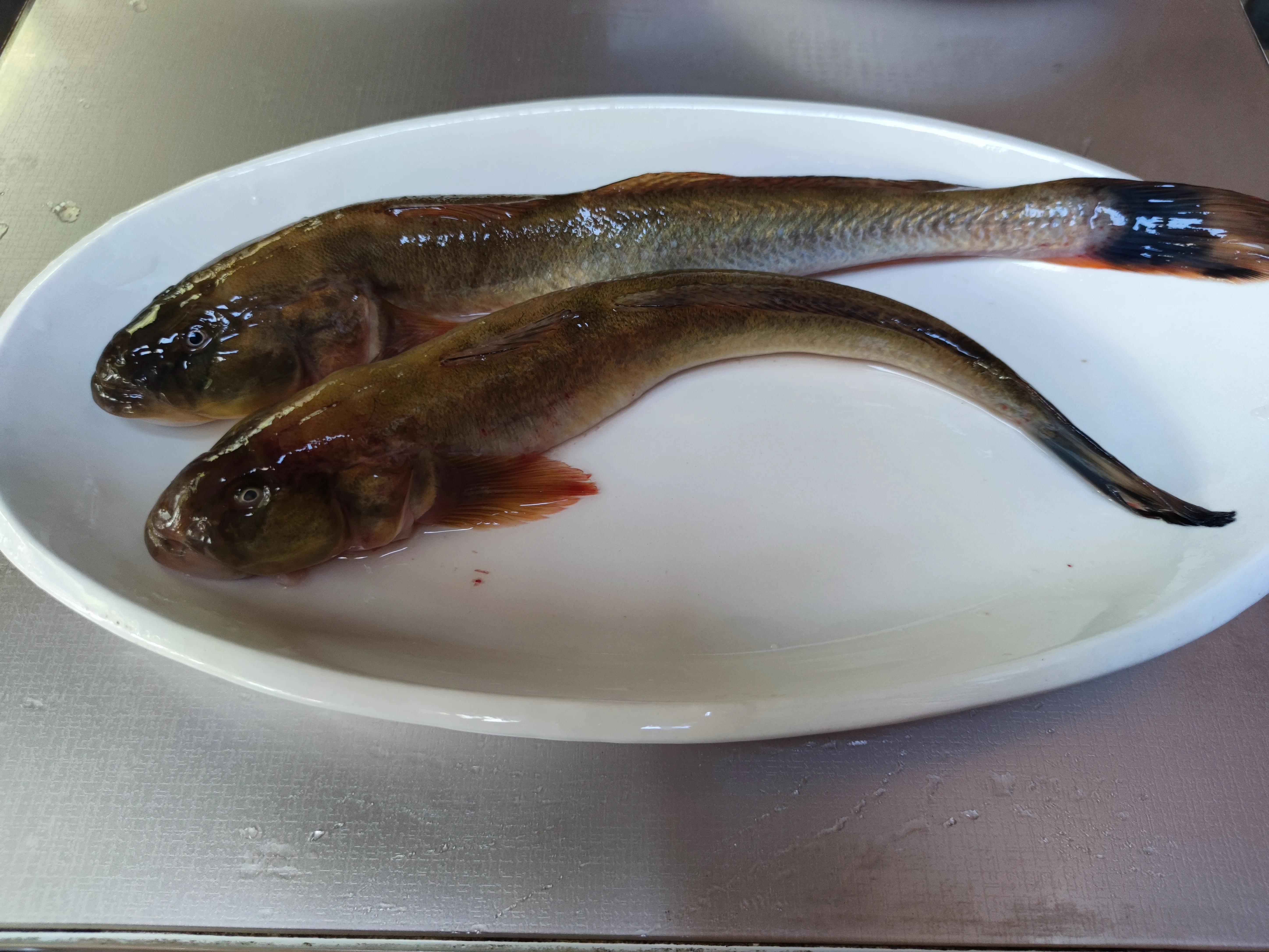 这4种海鱼将大量上市,十种最便宜的海鱼