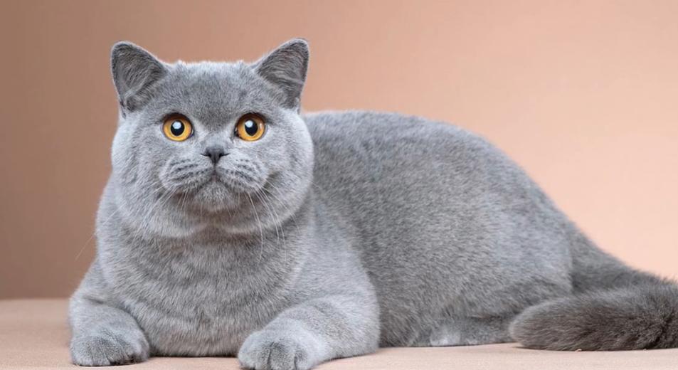 盘点猫咪世界,探索猫咪的奇妙世界