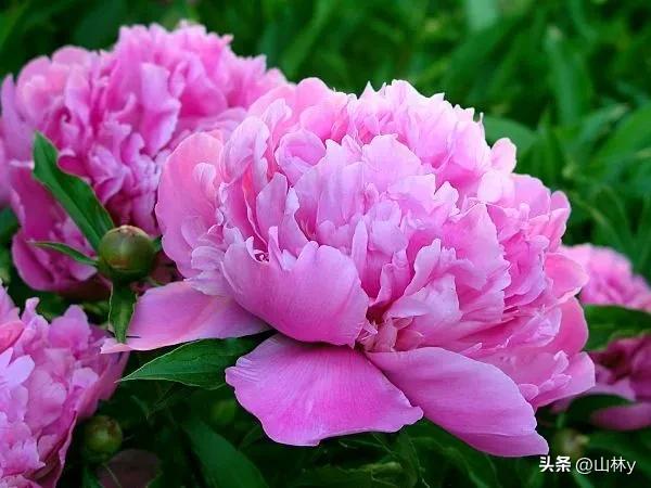 十大绝美花朵,绝美花朵视频