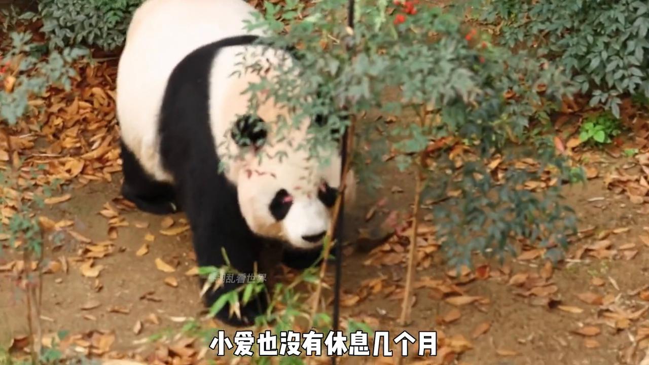 爱宝到底过得好不好,大熊猫爱宝从哪里送出去的