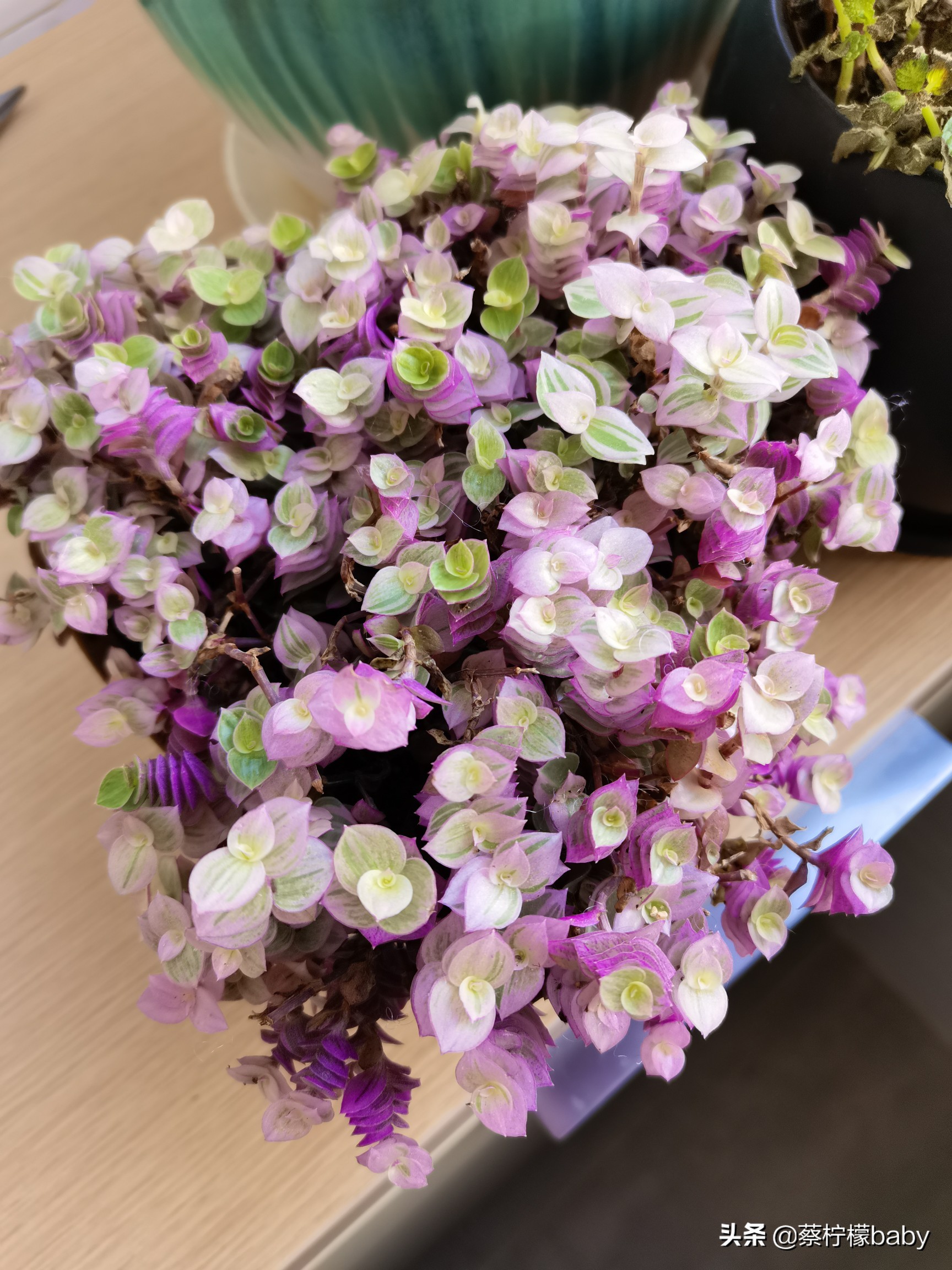 漂亮无毒的观叶植物,观叶植物嫣红蔓