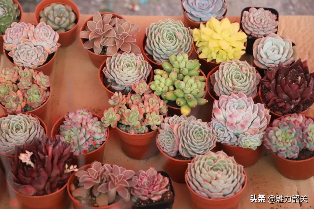 翁源江尾镇年味,翁源兰韵飘香