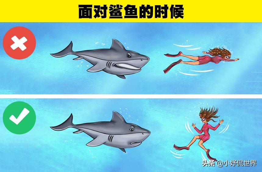 盘点8种面对动物的生存技巧,救命小技巧