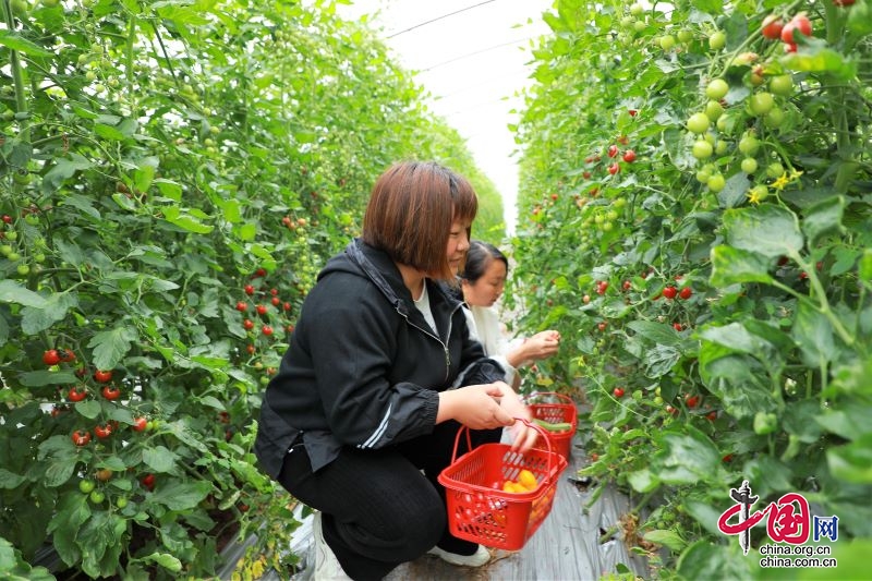 辛巴辛有志逆袭,辛巴辛有志公益助农