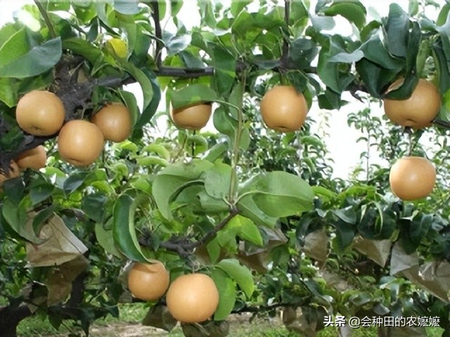 梨树膨大管理技术视频,梨树采收前怎样膨果