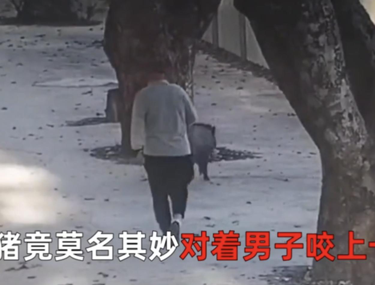 野猪现身深圳街头，一男子被咬伤，被野猪咬了该怎么办？