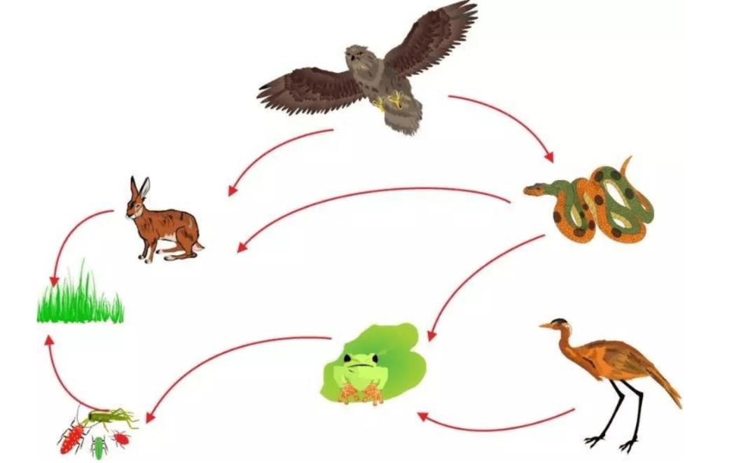 如果在野外遇到森蚺怎么办,亚马逊森蚺真的能生吞活人吗