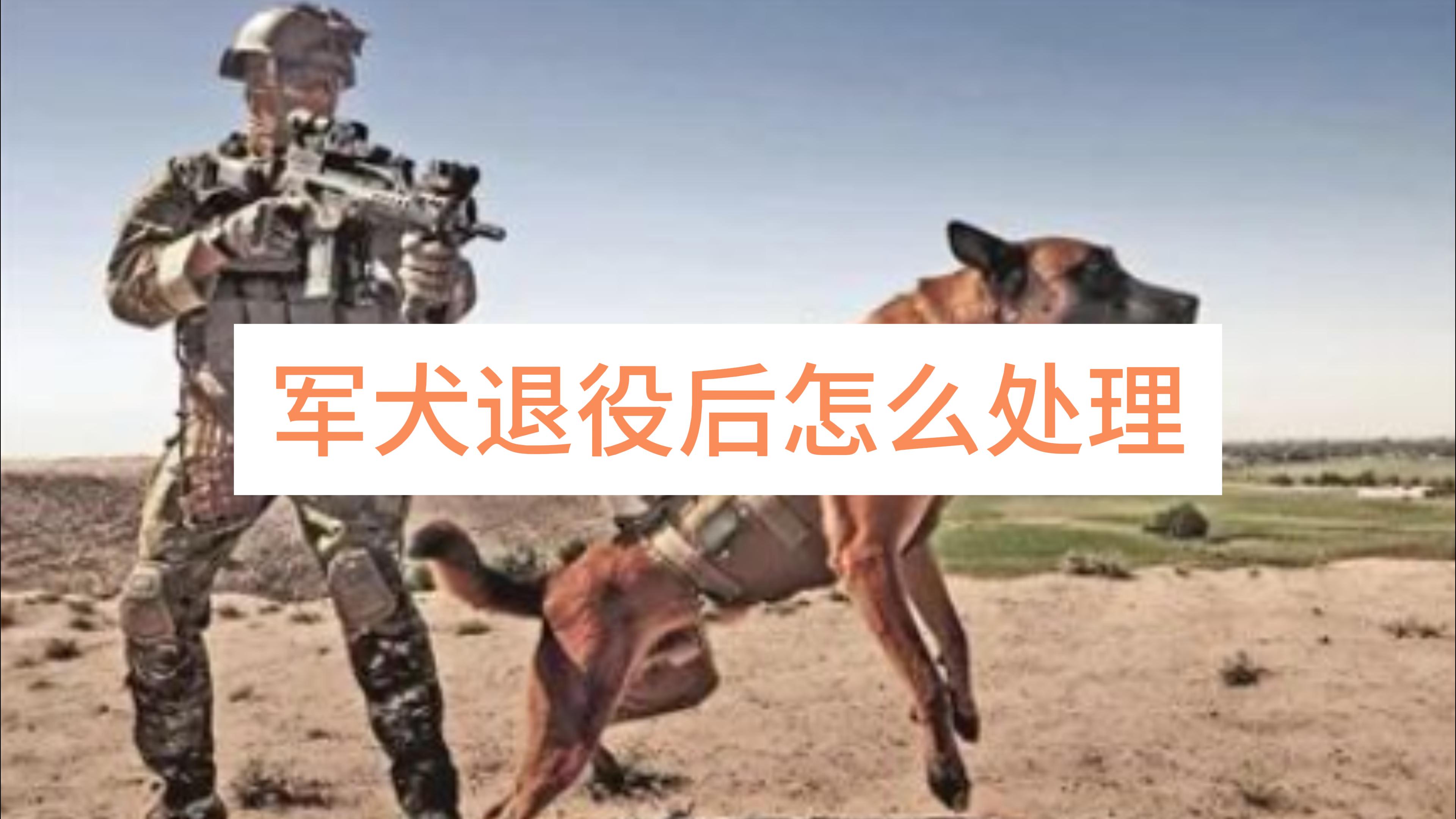 军犬退役后怎么处理的,退役军犬有退役金吗