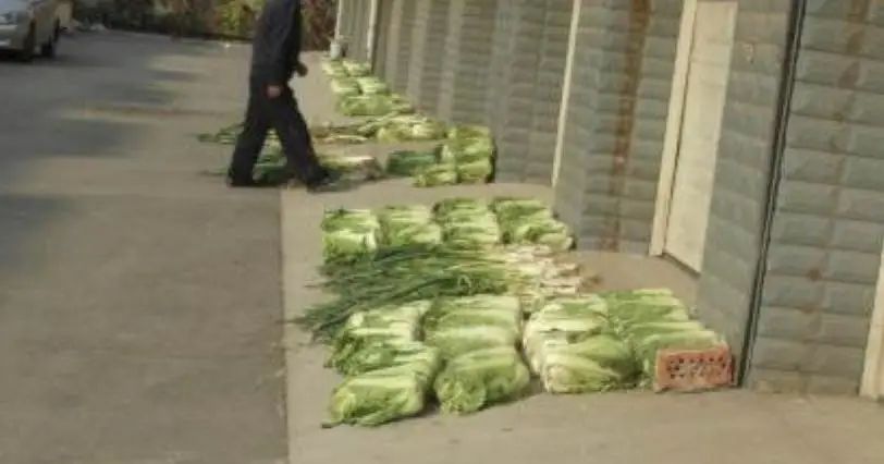 东北人冬天买白菜,盘点东北人买白菜