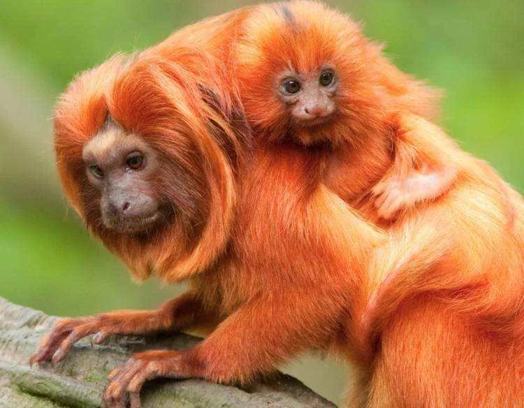 真实存在的动物稀奇古怪,十二生肖为什么只有龙是虚构动物