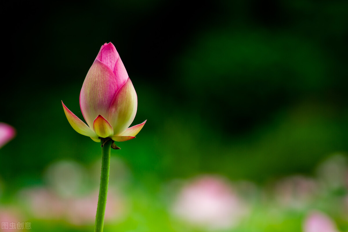 八月荷塘荷花香的诗句,七绝荷花蔷薇美丽芬芳的诗词