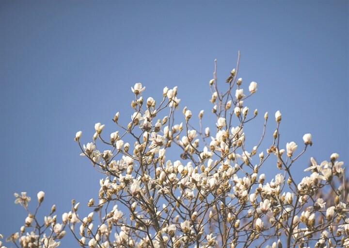 双流赏花,双流附近赏花攻略路线