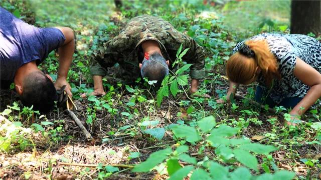 挖参故事结局,挖参奇遇