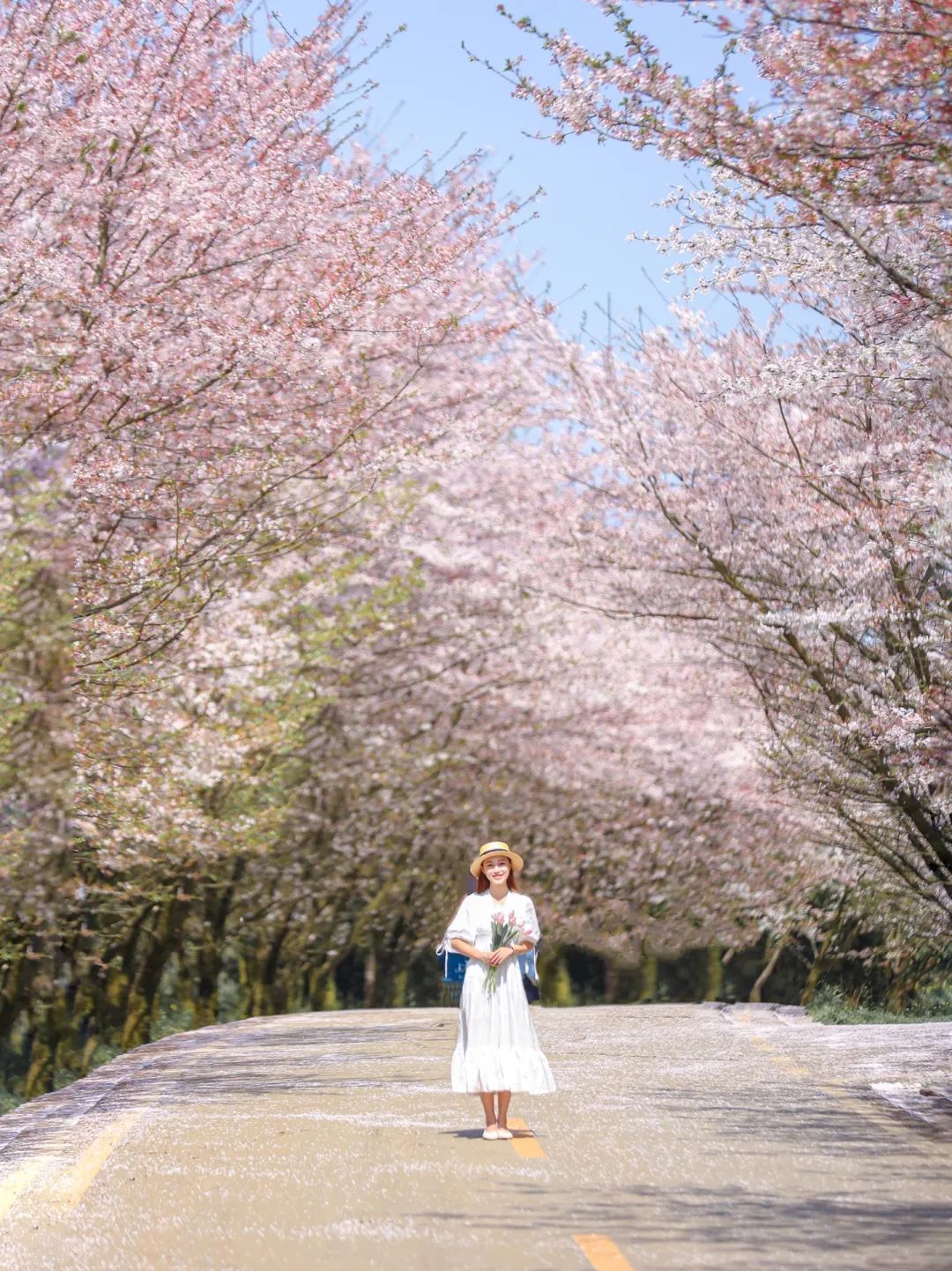 日本100个最佳樱花景点,日本十大樱花景点