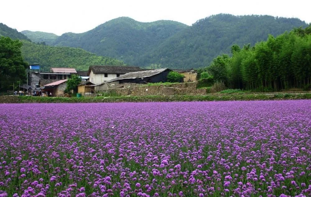 薰衣草，永不褪色的真爱，永不落幕的浪漫｜No.00162