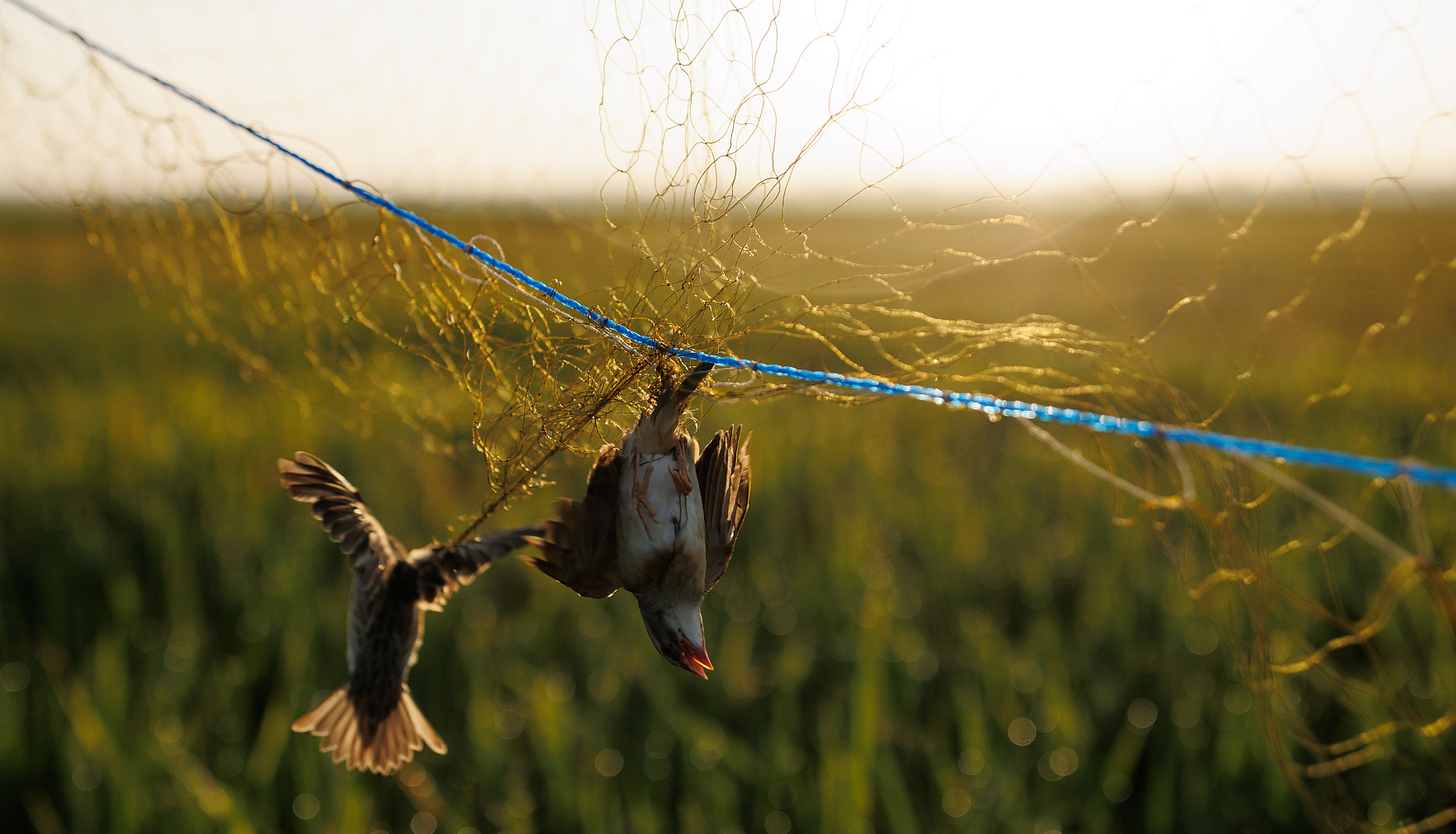 麻雀当年的灭绝事件的后果,历史趣谈奇闻怪事
