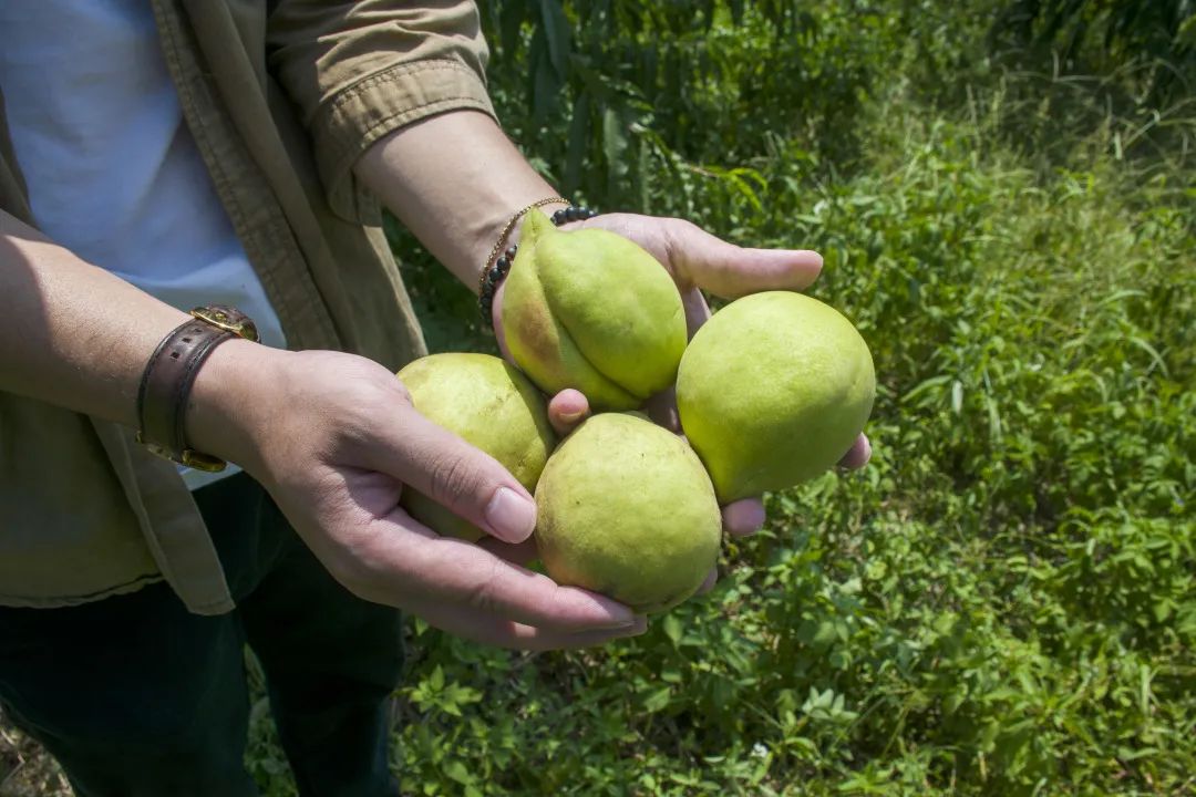 鹰嘴桃脆香甜,赣南鹰嘴桃新鲜现摘