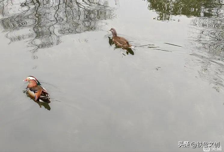 苏州游记之拙政园,苏州拙政园一日游攻略图片