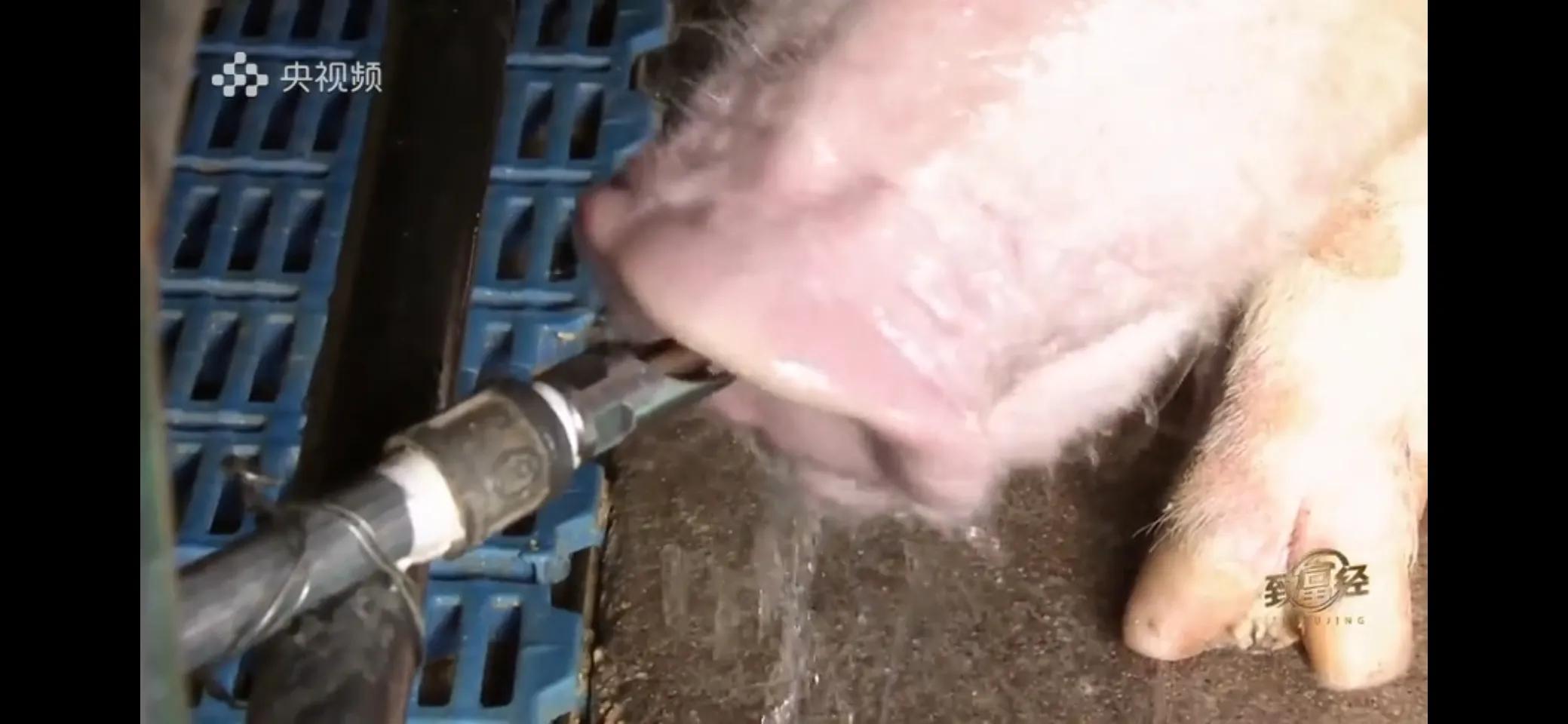 小伙子养猪5年后挣钱5多亿,农村小伙养猪赚过亿