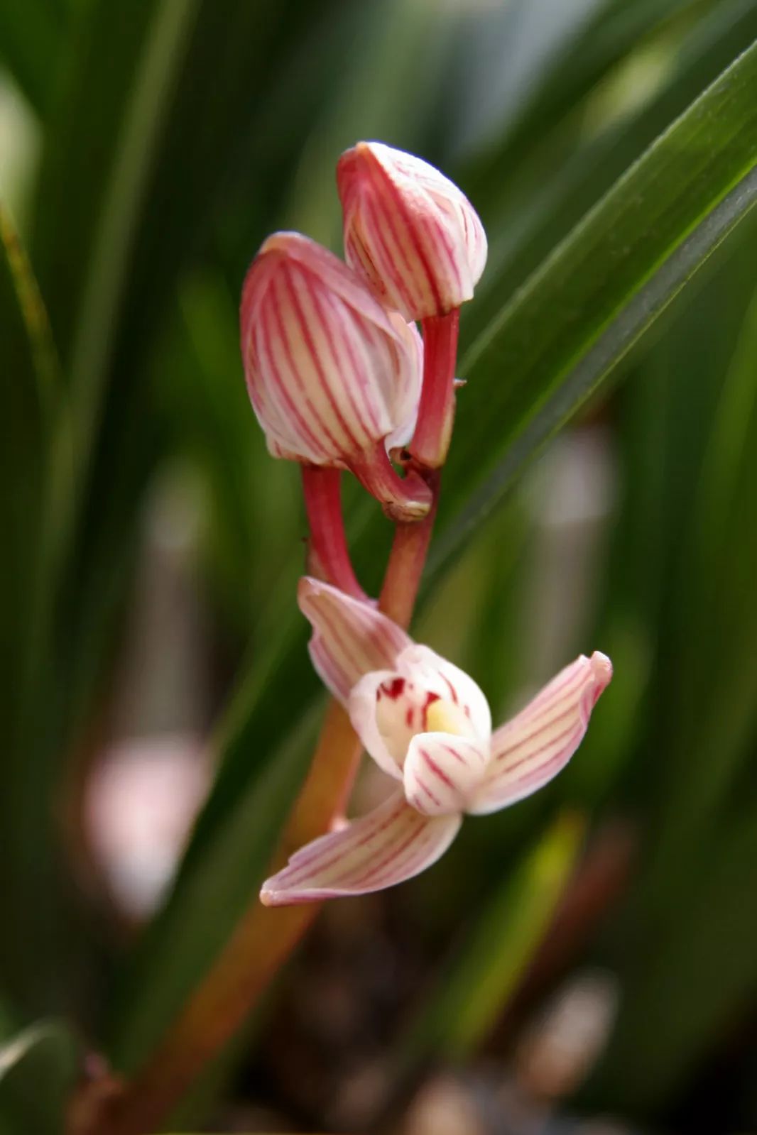 letsgo一周目图文攻略,letsgo图鉴攻略